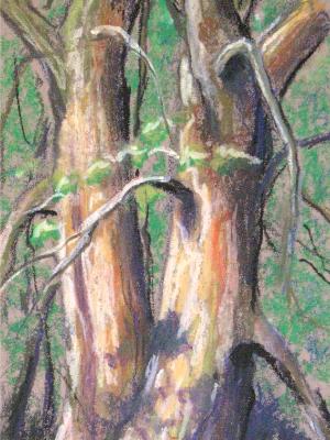 "Tree Tango" "Tree Tango"